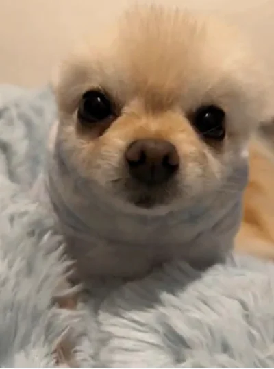 ひろくんもとっても似合いますね▶頭まで着てみます（⇒次へ）