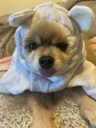 とっても似合うももちゃん▶全部で6匹の大家族です（⇒次へ）