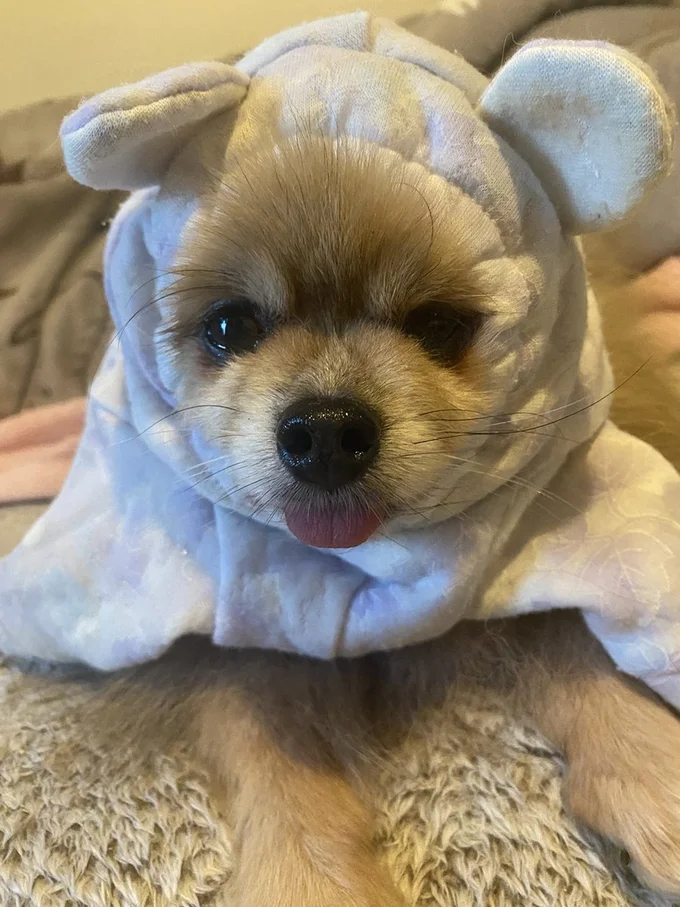 とっても似合うももちゃん▶全部で6匹の大家族です（⇒次へ）