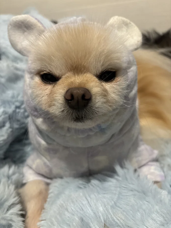 お洋服のお耳もポイント！▶こちらを見る可愛い表情（⇒次へ）