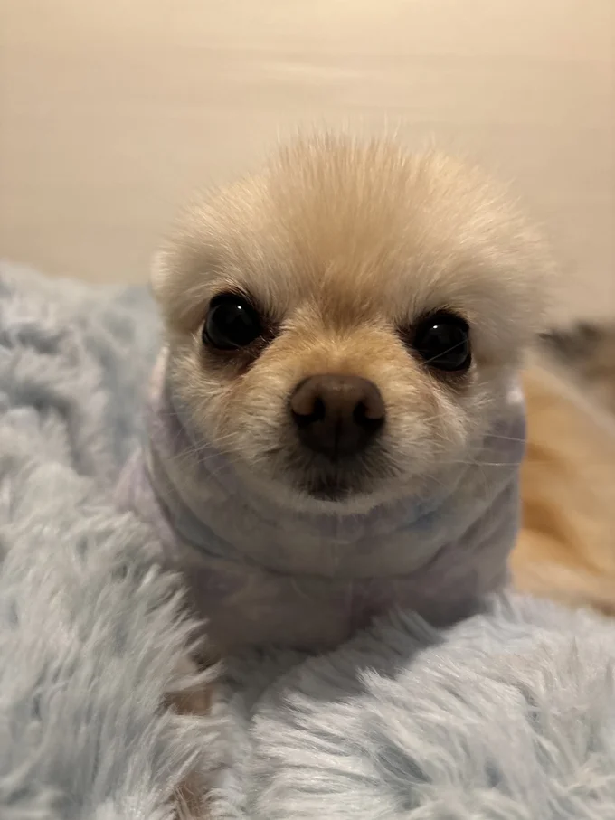 きゅるんとしたお目目がたまりません！▶まるでぬいぐるみのようです（⇒次へ）