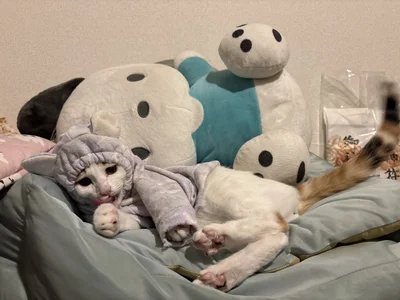 お洋服を着こなすみっけちゃん▶服を着たまま寝ちゃいそう（⇒次へ）