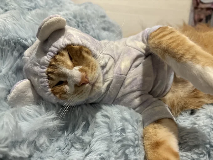 お洋服を着たちまくん▶着心地はいかが？（⇒次へ）