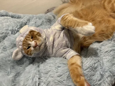 ちょっぴり小さい？▶味のある表情をしています（⇒次へ）