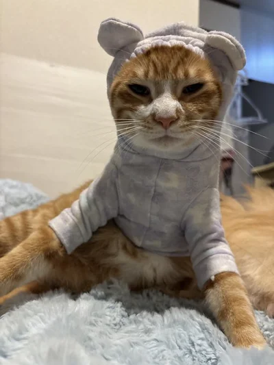 落ち着いた様子のちまくん▶小顔猫のみっけちゃんが着てみると（⇒次へ）