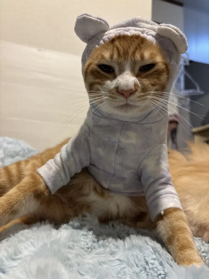 落ち着いた様子のちまくん▶小顔猫のみっけちゃんが着てみると（⇒次へ）