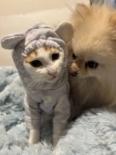 着心地が良さそうです▶ちょうどいいサイズ感（⇒次へ）