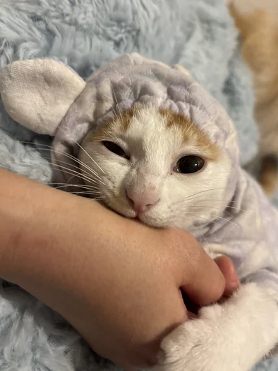 ウインクしてるみたいなみっけちゃん▶仲良しなワンコたち（⇒次へ）