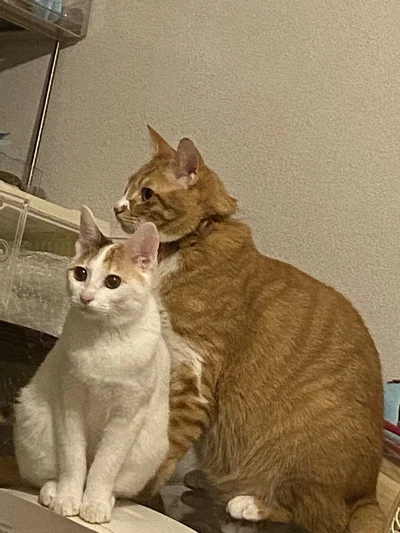 飼い主さんからギャングと呼ばれるみっけちゃんとちまくん▶ちまくんとみかんちゃんは眠たそう（⇒次へ）