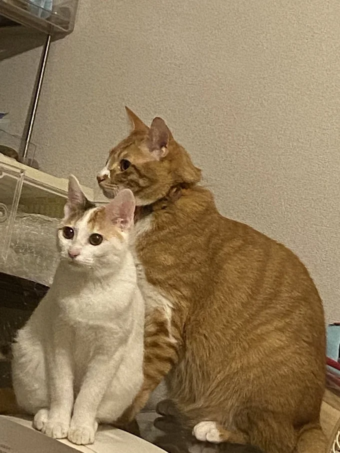 飼い主さんからギャングと呼ばれるみっけちゃんとちまくん▶ちまくんとみかんちゃんは眠たそう（⇒次へ）