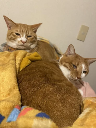 眠たそうなちまくんとみかんちゃん▶みっけちゃんのママのような存在のんにゃーちゃん（⇒次へ）