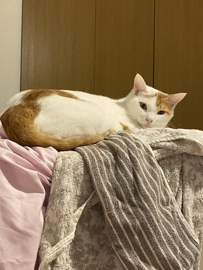 んにゃーちゃん▶（次画像からはSNSにアップする度大バズり！マイペースな柴犬ぽんちゃんの犬マンガ『柴犬ぽんちゃん、今日もわが道を行く2』が読めます）