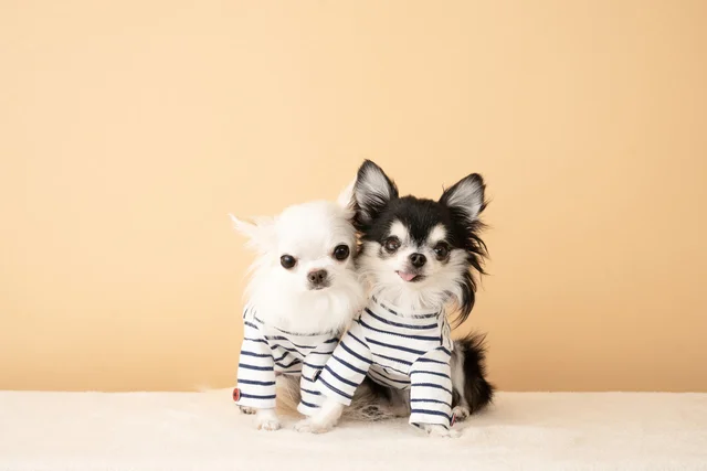 ミシン初心者が犬の服を作ったら“想像以上の仕上がり”に…「元気出た！」「笑いすぎて過呼吸」と大反響