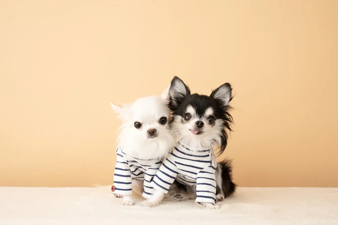 服を着た可愛いワンコ