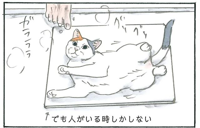 飼い主のシャワー中にだけ愛用。ひんやりした珪藻土マットに横たわる猫