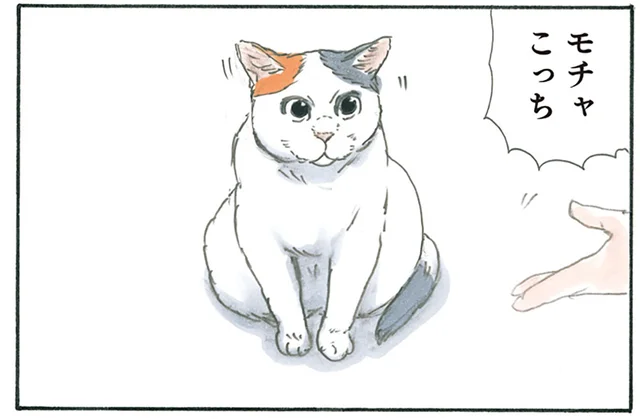 「こっちだよ」「おいで！」飼い主のお父さんとお母さんに同時に呼ばれた猫の行動