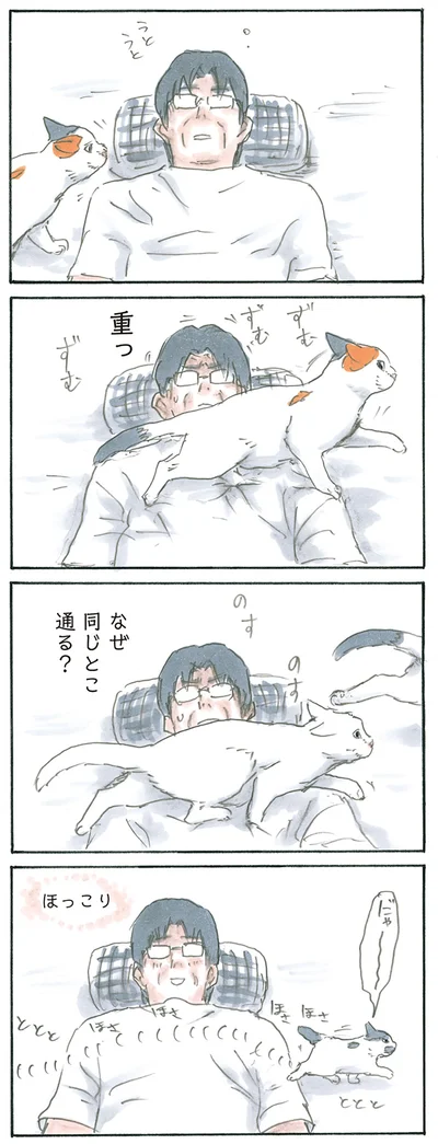 猫通ります