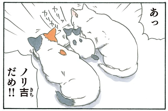 「あっ、ダメ！」家に来たばかりの子猫から目が離せないお母さん