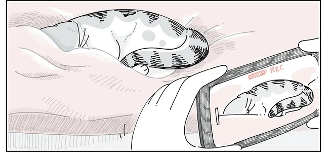 寝ている猫を写真に納めたい。そーっと近くまで行くとドキッとする出来事が