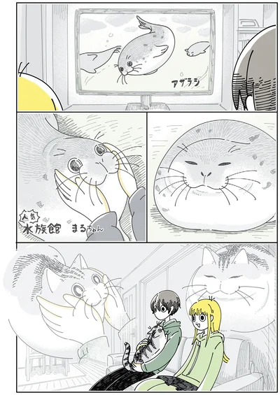 アザラシを見ていると