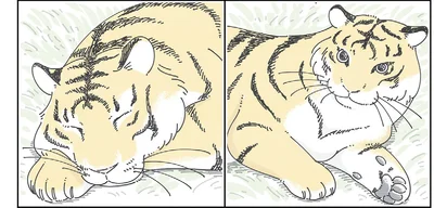 ネコ科なのを実感する