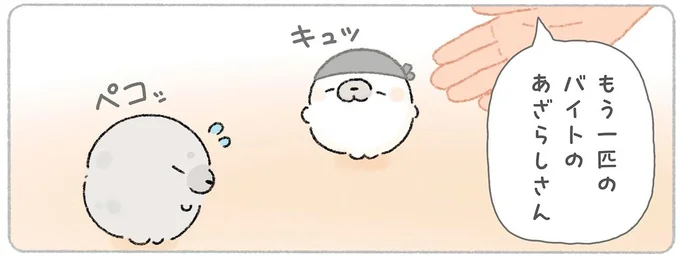 もう一匹のバイトのあざらしさん