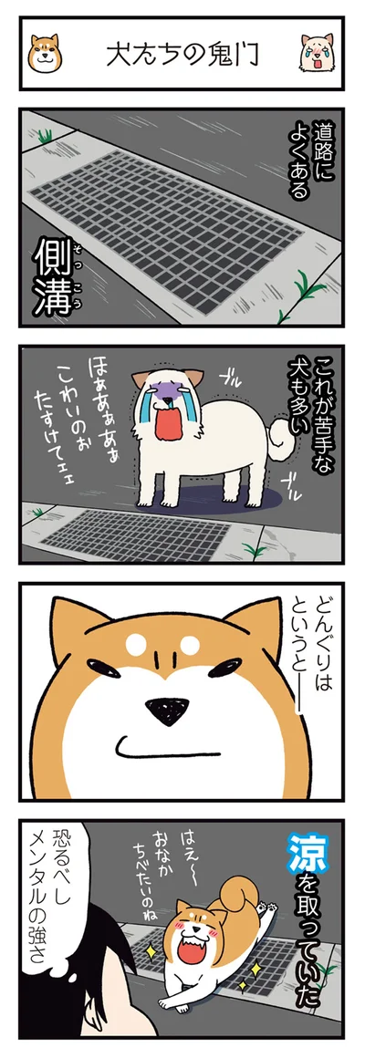 『ドヤ顔柴犬どんぐり2』より