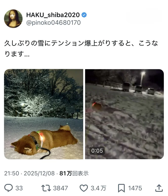 雪にテンション爆上がりする犬▶久しぶりの雪、うれしすぎる♪（⇒次へ）