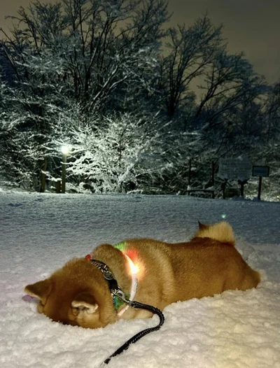 はしゃいだ後の、クールダウン⁉▶駆け回るハクちゃん（⇒次へ）