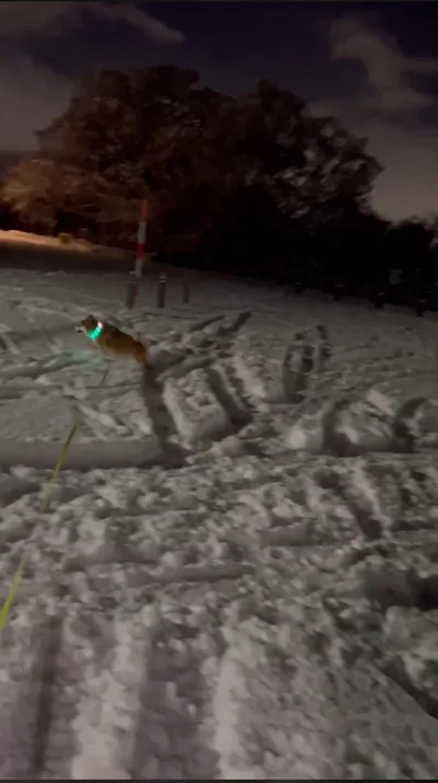 寒さなんて、お構いなし！▶全力で走り回る姿がかわいすぎる！（⇒次へ）