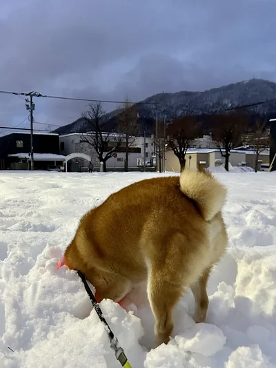 「ブラジルの人聞こえますかー！」▶低くても高くても、どうしても乗りたくなっちゃう（⇒次へ）