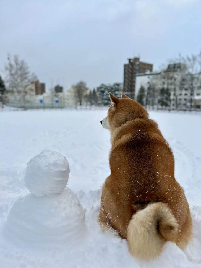 雪だるまとハクちゃん♡▶ラッセルで向かってくる柴犬の姿（⇒次へ）