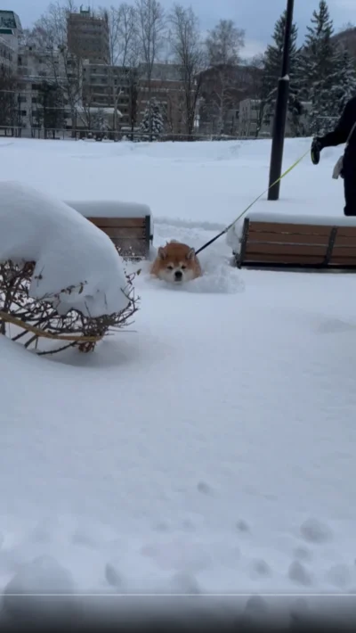 ラッセルラッセル！▶スムーズに前進♪（⇒次へ）