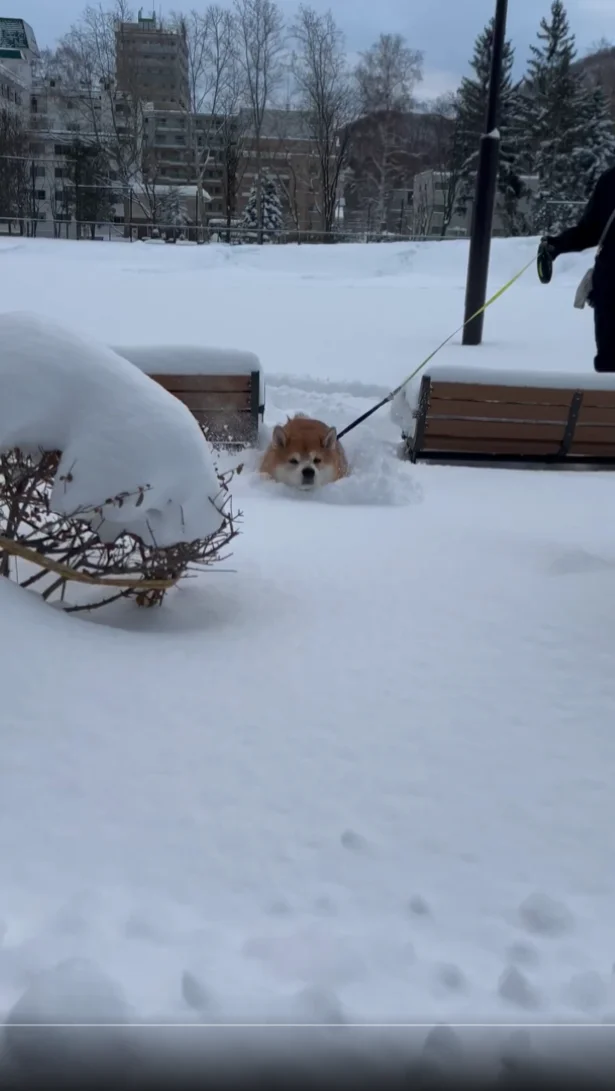 ラッセルラッセル！▶スムーズに前進♪（⇒次へ）