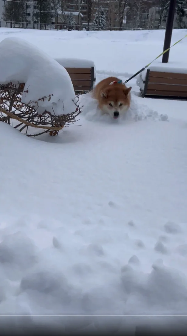 雪を全身で楽しんでいる姿が伝わってきます▶思わず見入ってしまう柴犬のラッセル（⇒次へ）