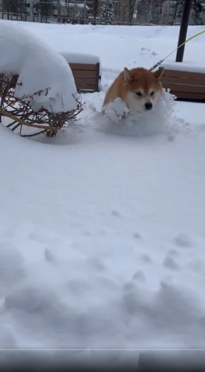 雪をかき分けてどんどん進む！▶力強い一歩（⇒次へ）