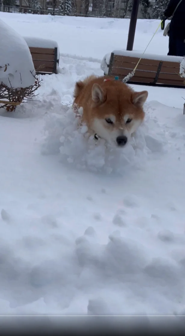 ふかふかの雪の上をピョンピョン♪▶スムーズな移動はまるでプロ！（⇒次へ）