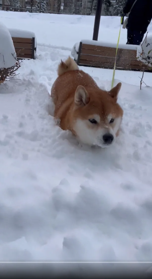 もふもふが雪に負けてない♡▶雪国ならではのかわいすぎる光景（⇒次へ）