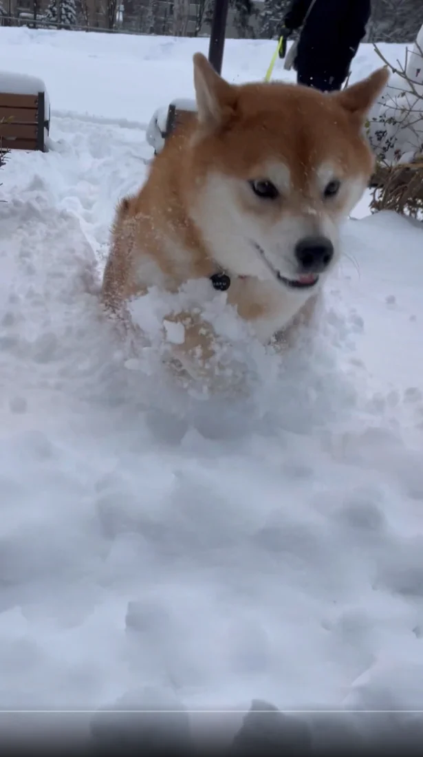 「道は自分で作る」▶がんばれ！あと少し（⇒次へ）