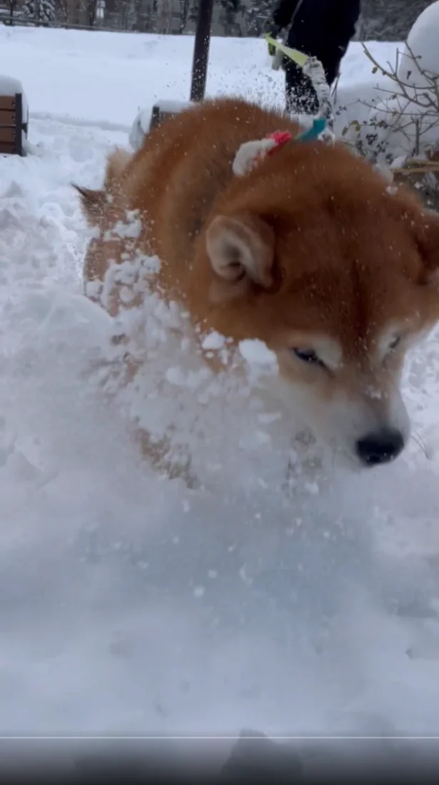 余裕の表情▶そのラッセル力、見習いたい…！（⇒次へ）