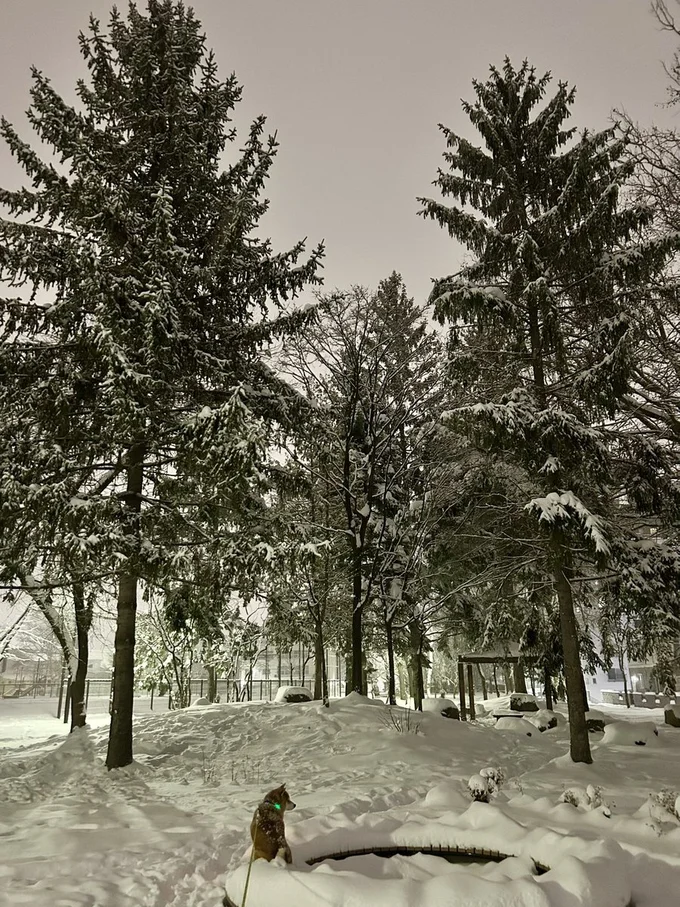 墨絵の世界に入りこんだみたい！▶やっぱり高い場所が落ち着くハクくん（⇒次へ）