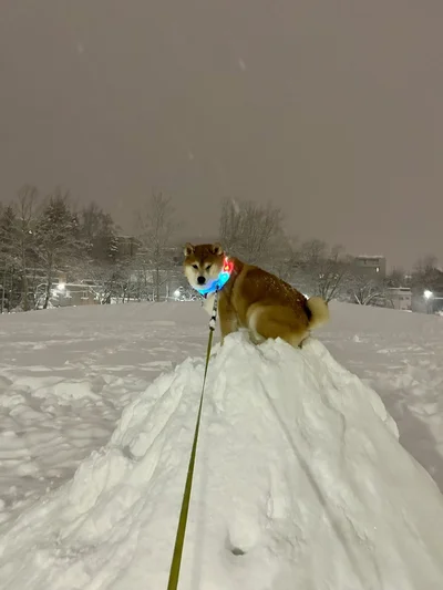 雪山乗り検定3級合格♪▶雪の中に佇むハクくん（⇒次へ）