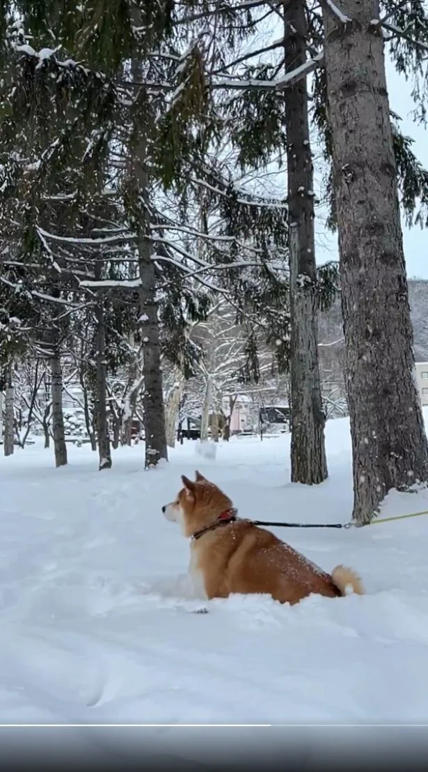 この後、雪の塊がお耳に…！▶しんしんと降り積もる雪の中（⇒次へ）