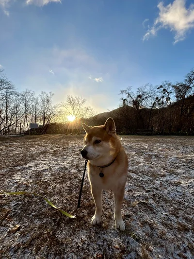 青空のお散歩も楽しいね♪▶雪が降る前のハクくん（⇒次へ）