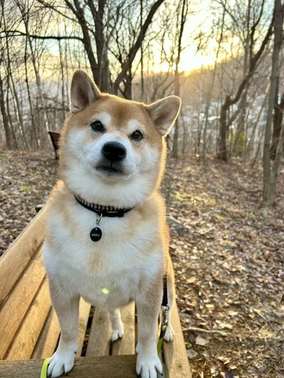 カメラを見つめるお顔がたまらない♡▶（次画像から、かわいすぎる…ひたすらに明るい日々を送る我が家のおバカ犬『ドヤ顔柴犬どんぐり2』が読めます）