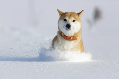 遊び方が独特！？雪にテンション爆上がりの柴犬が…「犬拓？」「冷たくて気持ちいいの？」