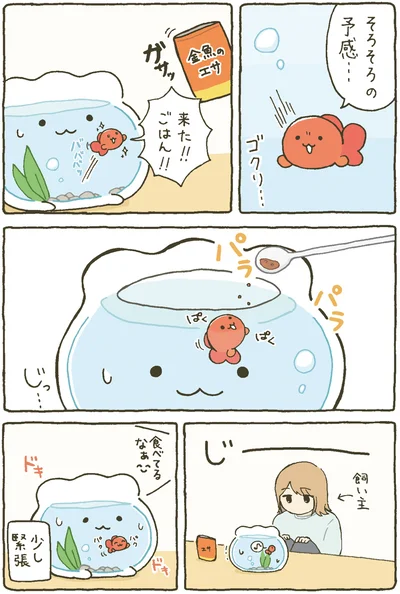 『金魚鉢ちゃん-ずっといっしょのまいにち』より