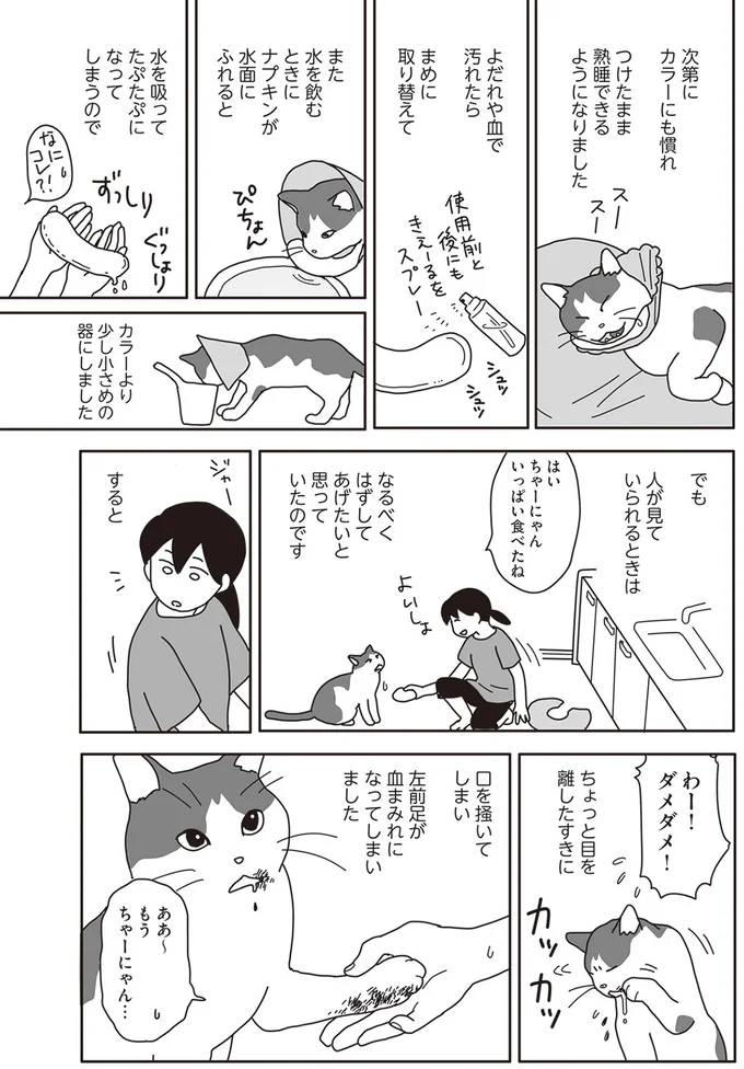 『世界一幸せな飼い主にしてくれた猫』より