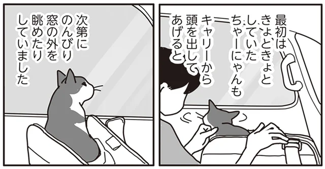 飼い猫を連れ、ガン専門病院へ。過酷な治療手段の選択に迫られて／世界一幸せな飼い主にしてくれた猫（9）