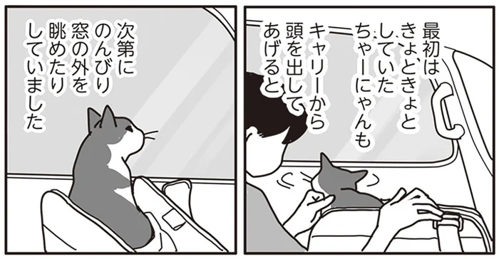 飼い猫を連れ、ガン専門病院へ。過酷な治療手段の選択に迫られて／世界一幸せな飼い主にしてくれた猫（9）
